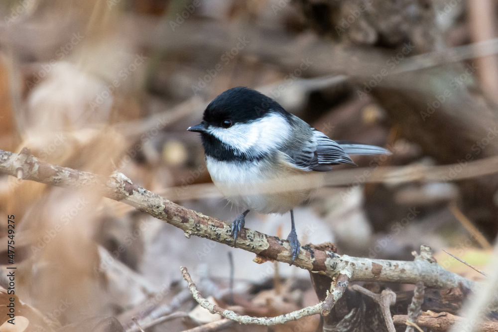 Black Capped Chickadee (Poecile atricapillus) on the ground floor. Black Capped Chickadee (Poecile atricapillus) on the ground floor.