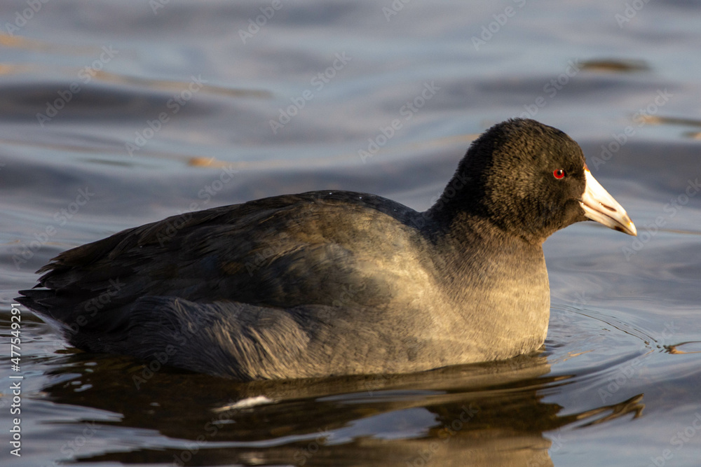American coot (Fulica americana), also known as a mud hen, is a bird of the family Rallidae swimming and showing white beak and red eye and black feathers. American coot (Fulica americana), also known as a mud hen, is a bird of the family Rallidae swimming and showing white beak and red eye and black feathers.