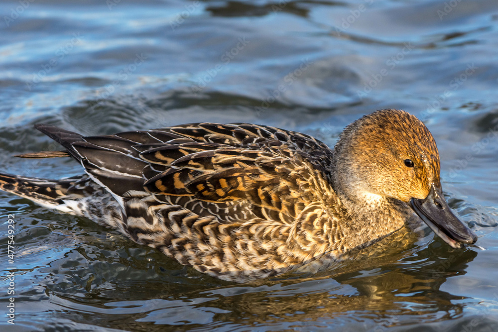 Gadwall (Mareca strepera) a dabbling duck species swimming close up in Canada at sunset.
