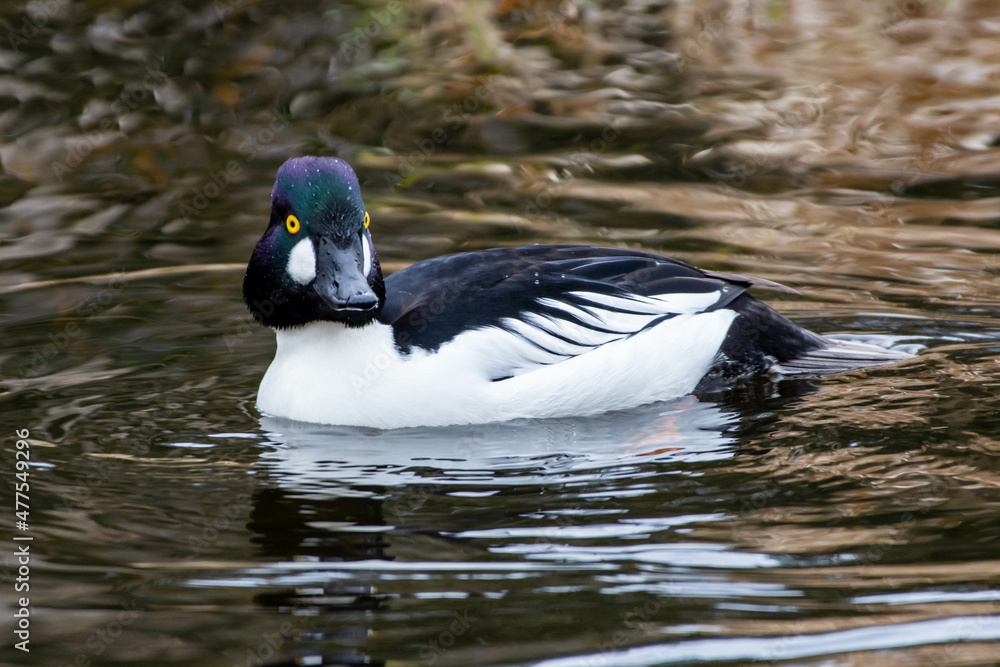 Common Goldeneye (Bucephala clangula) swimming in the water at winter. Common Goldeneye (Bucephala clangula) swimming in the water at winter.