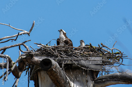 An osprey (Pandion haliaetus); the sea hawk, river hawk, or fish hawk in a nest with baby