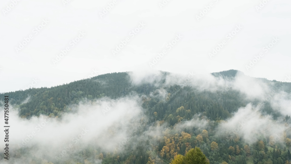 White clouds move slowly along autumn mountain forest at hill during rain. Calming view of evergreen pine forest in mountains in fog. Scenic, beautiful, mysterious landscape. Travel to wild nature