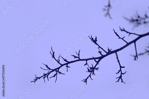 dark naked twigs  tinted in the color of the year