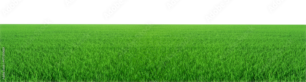 panorama of meadow green isolated on white background panorama of meadow green isolated on white background