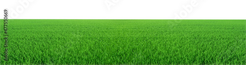 panorama of meadow green isolated on white background