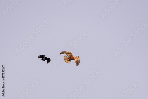 Selective focus photo. Grey crow bird flying next to marsh harrier bird. photo