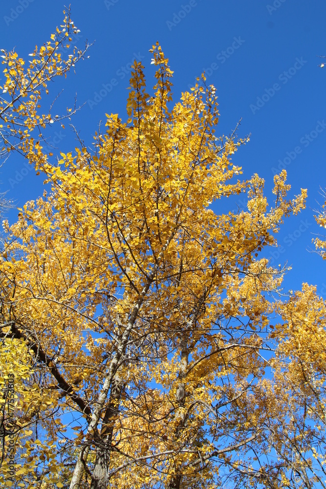 autumn trees and sky, William Hawrelak Park, Edmonton, Alberta autumn trees and sky, William Hawrelak Park, Edmonton, Alberta