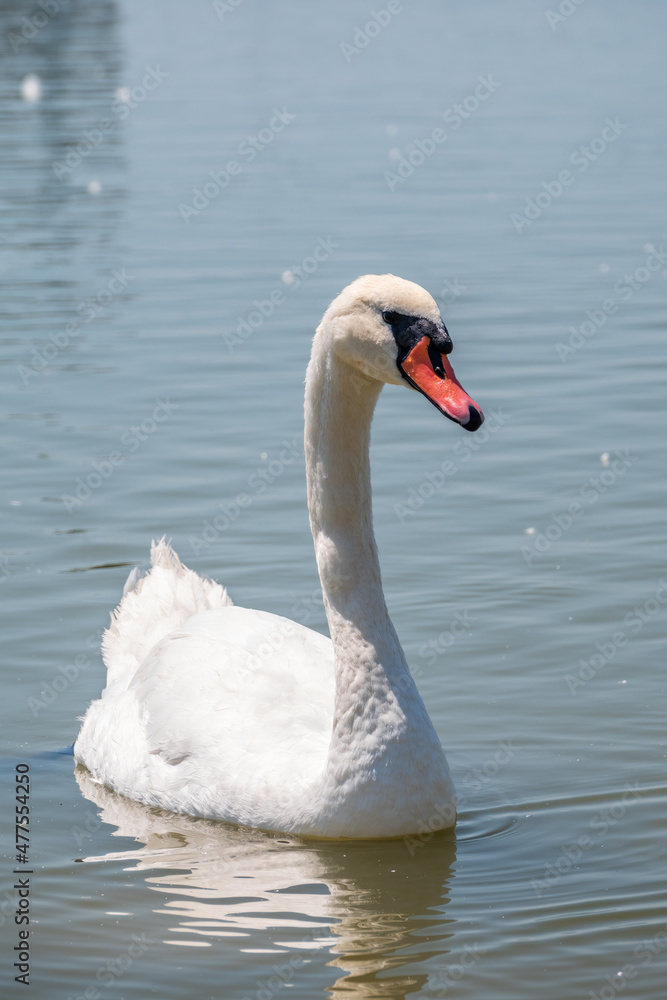 Graceful white Swan swimming in the lake, swans in the wild. Portrait of a white swan swimming on a lake. Graceful white Swan swimming in the lake, swans in the wild. Portrait of a white swan swimming on a lake.