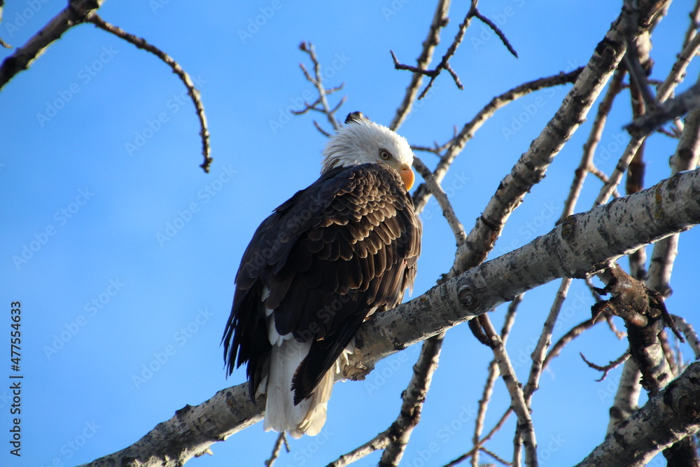 eagle in the wild, Gold Bar Park, Edmonton, Alberta eagle in the wild, Gold Bar Park, Edmonton, Alberta