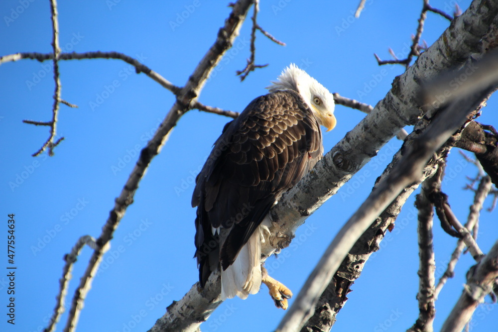 Talon Of The Eagle, Gold Bar Park, Edmonton, Alberta Talon Of The Eagle, Gold Bar Park, Edmonton, Alberta