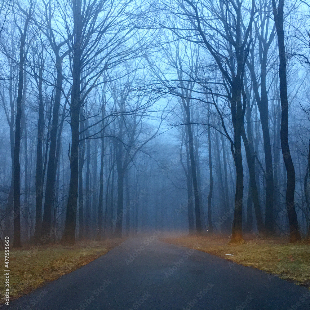road in the fog road in the fog