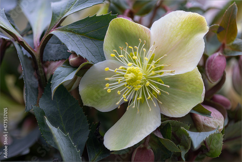 Close-up of a white and green Christmas rose (Helleborus niger)