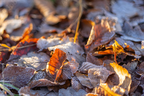 Autumn foliage on the ground with hoar frost