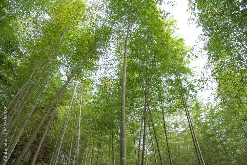 Bamboo forest