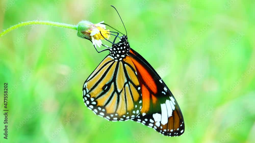 4K Thai butterfly in garden garden summer flower and butterfly flower butterfly flower butterfly 4K Thai butterfly in garden garden summer flower and butterfly flower butterfly flower butterfly