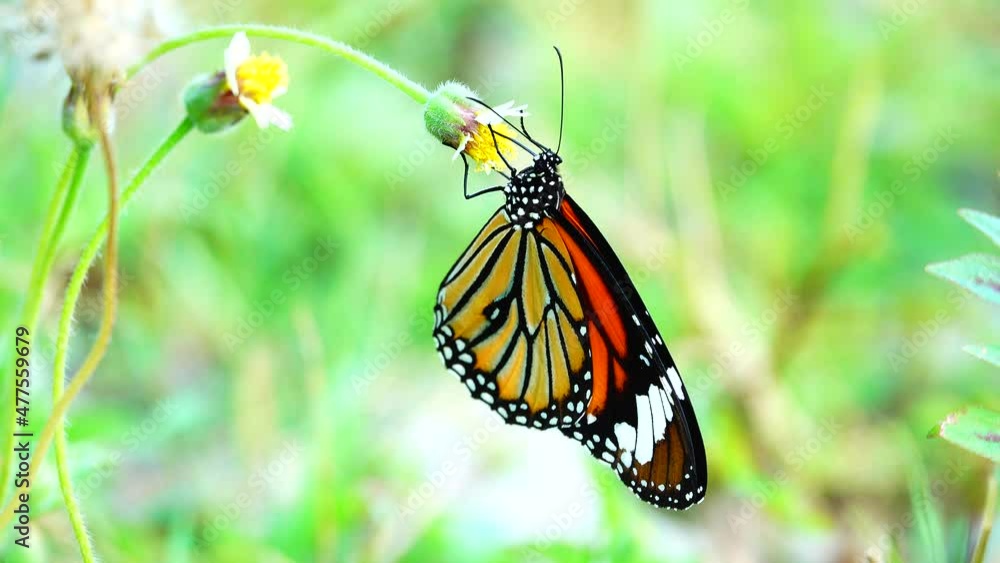 4K Thai butterfly in garden garden summer flower and butterfly flower butterfly flower butterfly 4K Thai butterfly in garden garden summer flower and butterfly flower butterfly flower butterfly