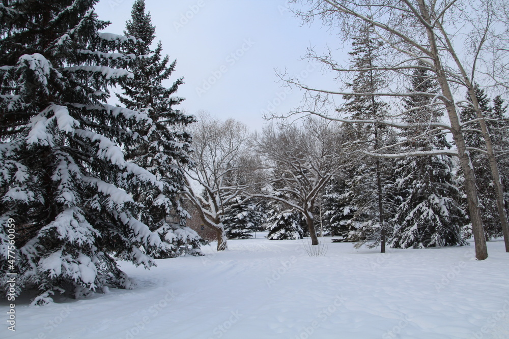 Obraz premium Cold December, Gold Bar Park, Edmonton, Alberta