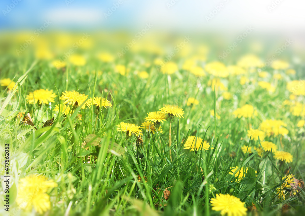 Fototapeta premium Spring meadow