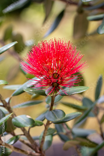 Macro of Pohutukawa flower, New Zealand Christmas Tree photo