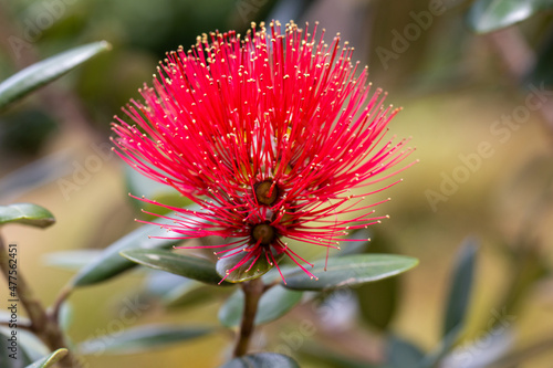 Macro of Pohutukawa flower, New Zealand Christmas Tree photo