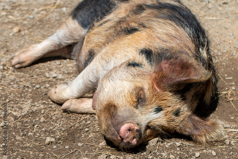 A single Kunekune Pig having a sleep at Wellington Zoo