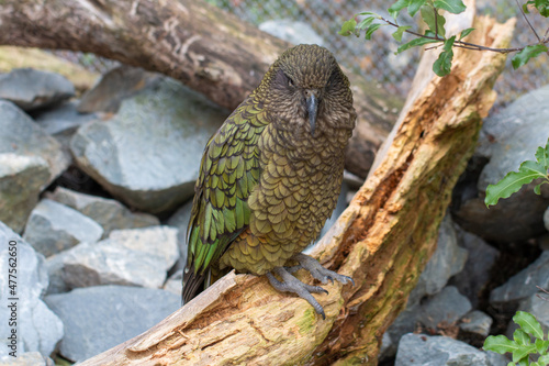 Kea (Nestor notabilis) Endemic Parrot to New Zealand perched on a branch, at Wellington Zoo photo