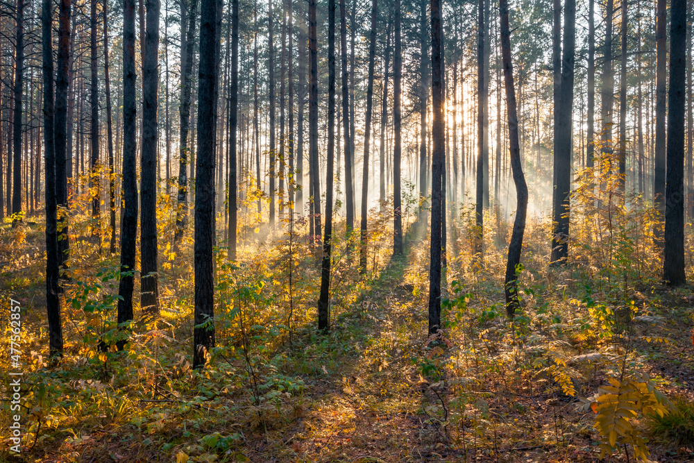 sunset in the woods