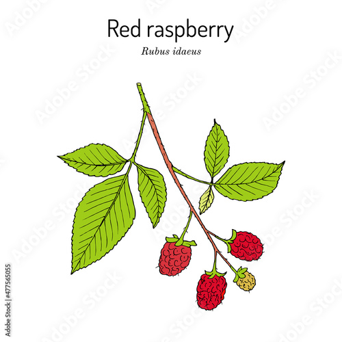 Red Raspberry or Rubus idaeus, edible and medicinal plant