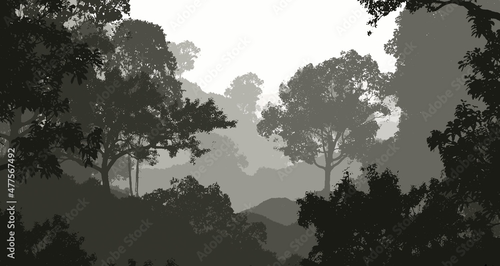 Fototapeta czarno białe cienie drzew