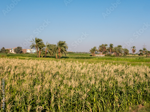 View of a green field with growing palm trees against the blue sky in Luxor. Copy space.
