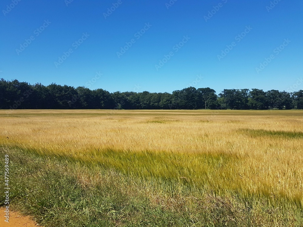 Fototapeta premium Summer Field 