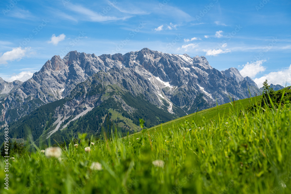 Green summer meadow in front of the famous Hochkoenig mountain range, Salzburg, Austria