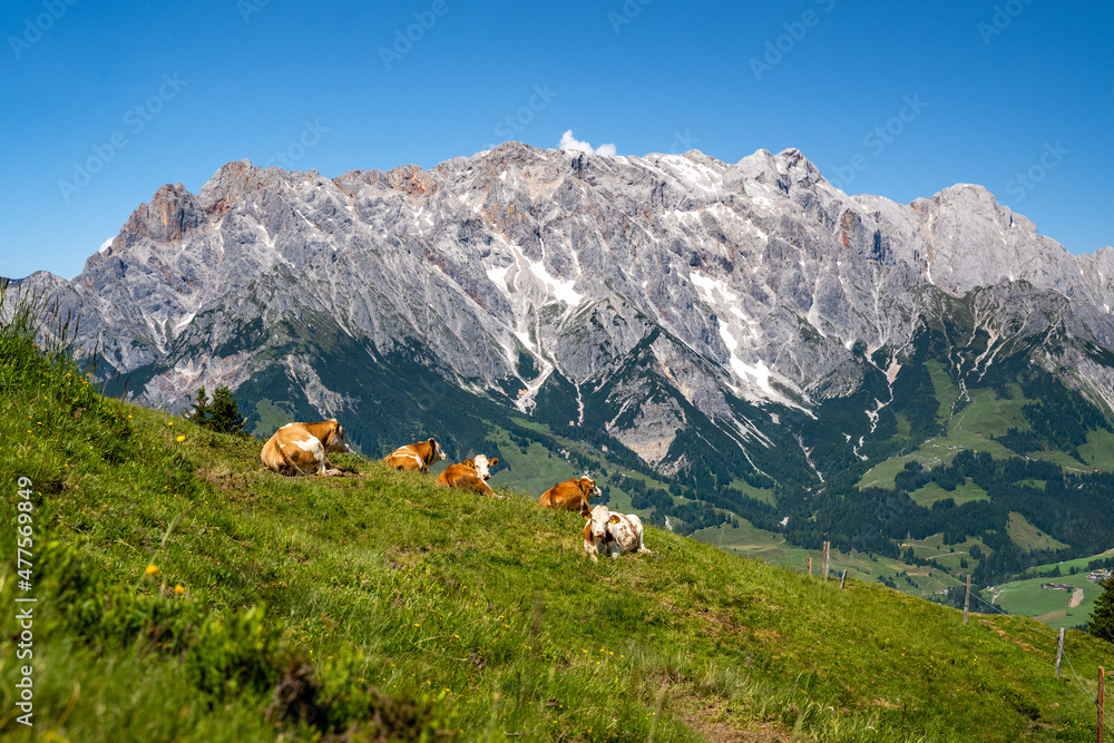 Group of cows on alpine meadow in front of the impressive Hochkoenig, Maria Alm, Salzburg, Austria