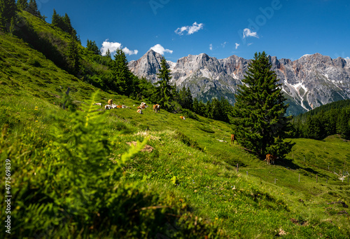 Group of cows on alpine meadow in front of the impressive Hochkoenig  Maria Alm  Salzburg  Austria