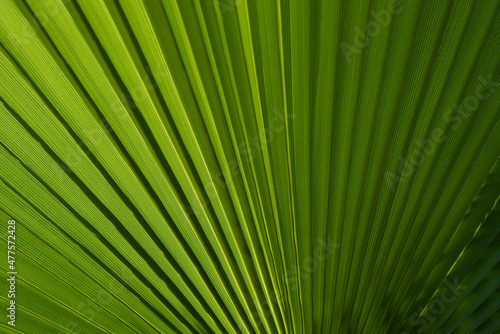 Tropical green background. Coconut palm trees green texture background. Tropical palm coconut trees on sky  nature background.