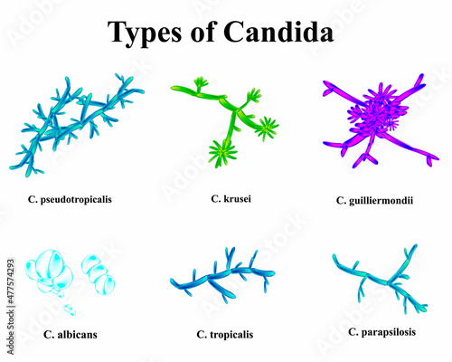 Types of Candida. Anatomical structure of candida. illustration on isolated background photo