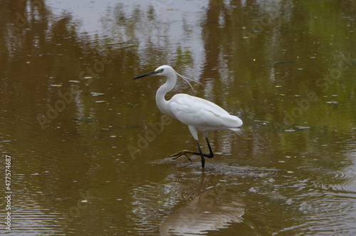 Little Egret an Aquatic Bird or Water Bird found in Rice Field of Odisha India