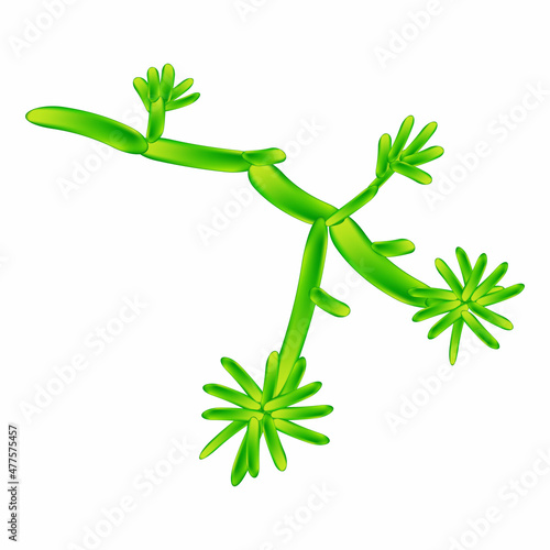 C. krusei candida. Pathogenic yeast-like fungi of the Candida type morphological structure. Vector illustration on isolated background