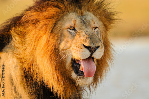 Photography A horizontal close-up portrait of a majestic male lion with its tongue sticking
