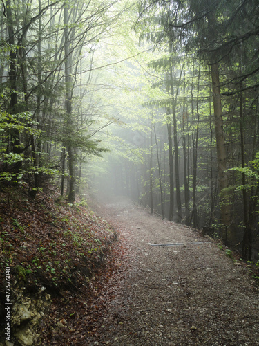 Hiking on a trail through german forest on a misty morning with fog