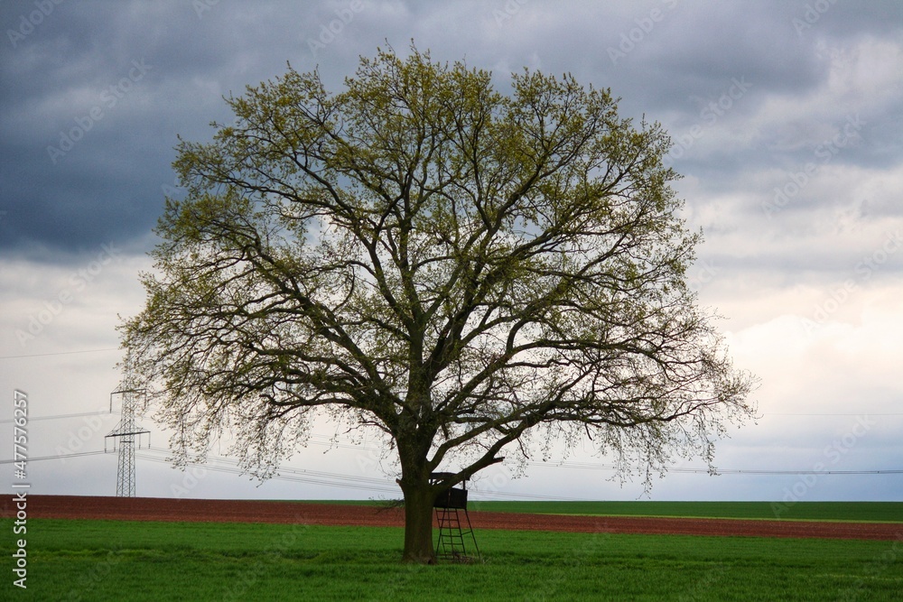 Obraz premium tree on a hill
