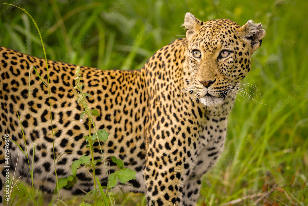 A horizontal close-up portrait of a watchful leopard walking through green grass, Kruger National park, South Africa A horizontal close-up portrait of a watchful leopard walking through green grass, Kruger National park, South Africa