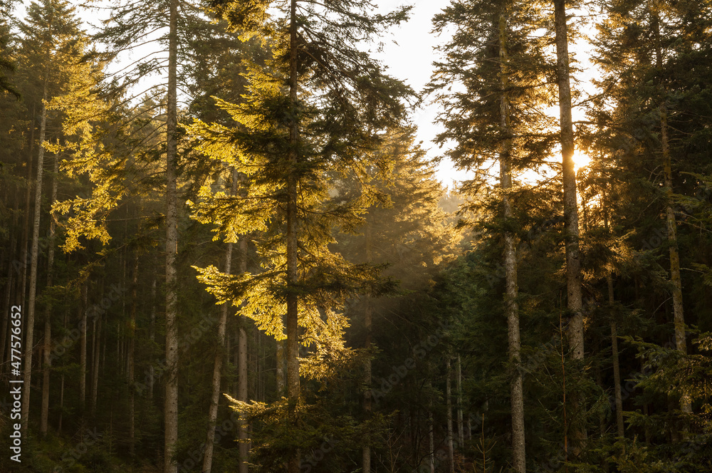 A horizontal shot of the early morning sun rising behind a dense forest of trees, and illuminating the golden leaves, Germany