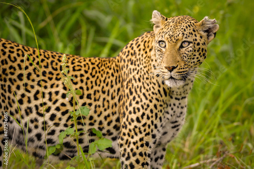 A horizontal close-up portrait of a watchful leopard walking through green grass, Kruger National park, South Africa