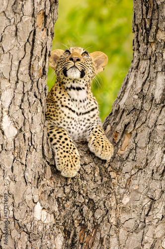 A vertical photograph of a young Leopard cub lying in a tree and looking upwards, Sabi Sands Game Reserve, South Africa. 