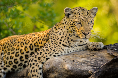 A horizontal close-up portrait at sunrise of a dozing leopard lying on a tree branch, Sabi Sands Game Reserve, South Africa