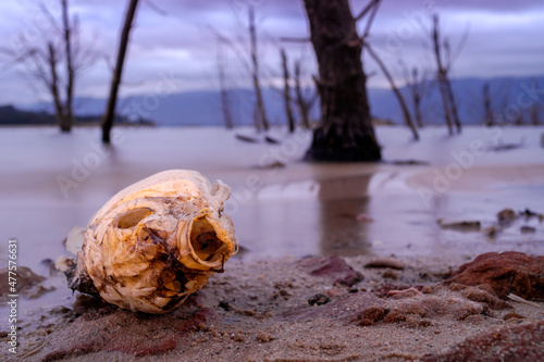 A horizontal shot of a desiccated dead fish lying on the sandy shore of a lake with its mouth open, taken at dusk on a stormy evening, Theewaterskloof Dam, Cape Town, South Africa photo