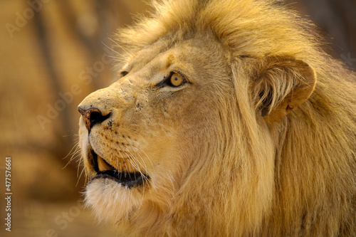 A horizontal close-up portrait of a watchful majestic male lion looking into the distance, at sunset, Welgevonden Game Reserve, South Africa