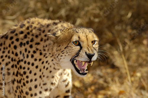 A horizontal shot of a snarling cheetah with its mouth open and canines showing, Welgevonden, South Africa