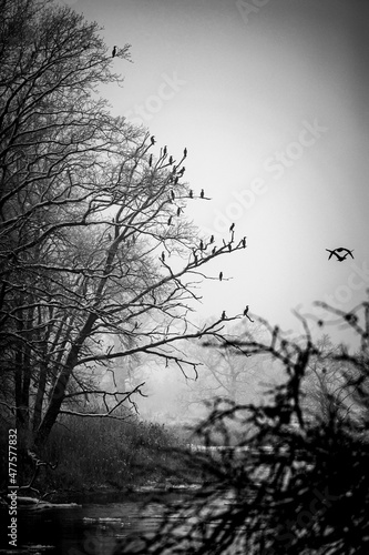 silhouette of a tree © Bartłomiej Kosmatko